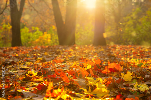 Yellow autumn maple leaves glows in sun rays. Fallen foliage in park close-up. Warm natural background with backlight. 