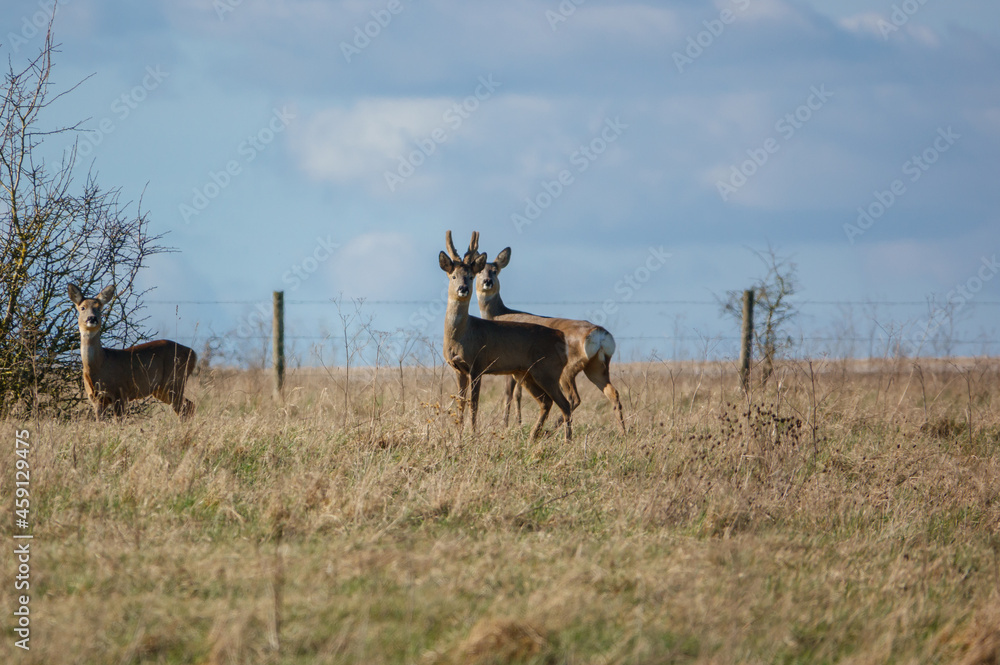 wild roe deer on Salisbury Plain chalklands Wiltshire UK wild roe deer on Salisbury Plain chalklands Wiltshire UK