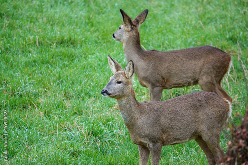 two wild roe deer (Capreolus capreolus) on Salisbury Plain chalklands Wiltshire UK