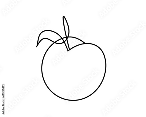 Drawing line apricot (peach, nectarine, plum) on the white  background. Vector