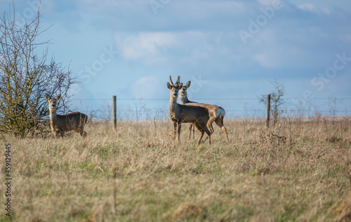wild roe deer on Salisbury Plain chalklands Wiltshire UK
