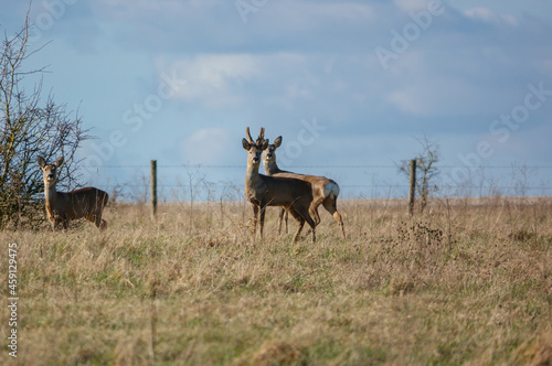 wild roe deer on Salisbury Plain chalklands Wiltshire UK