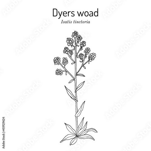 Dyers woad, or glastum Isatis tinctoria , medicinal plant photo