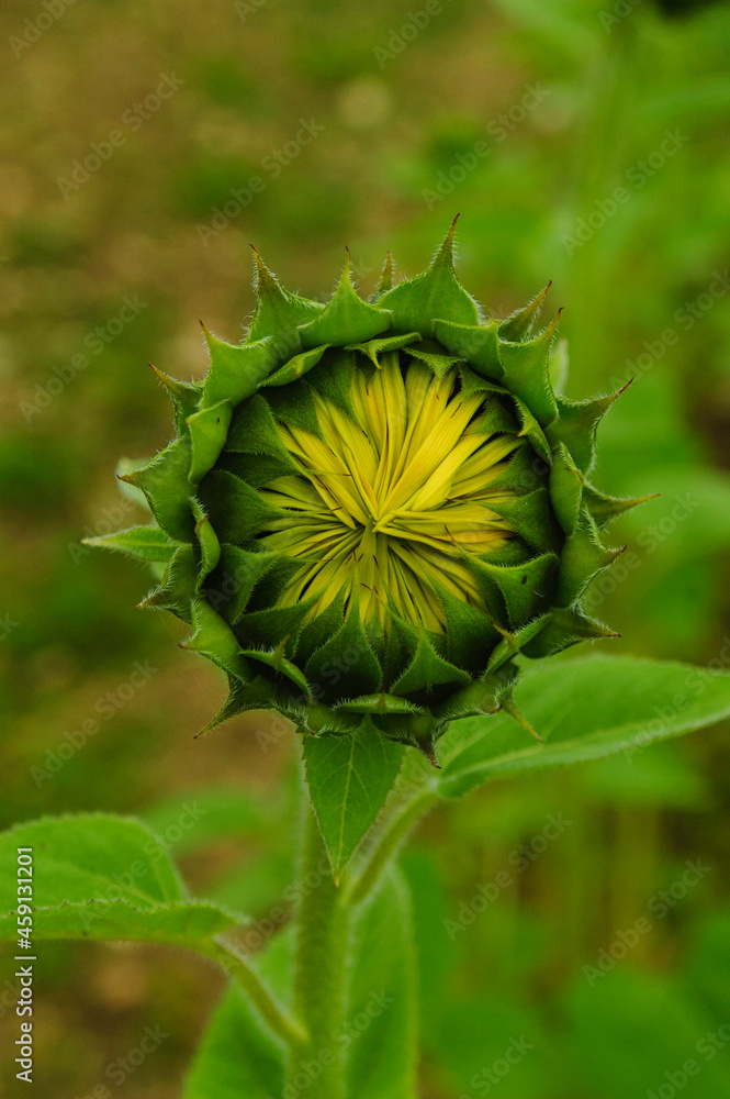 Sunflower partly-closed while blooming macro with yellow flowers and green leaves Sunflower partly-closed while blooming macro with yellow flowers and green leaves