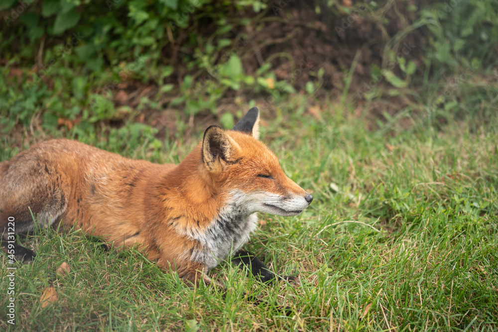 Stunning close up portrait of red fox Vulpes Vulpes with colorful background Stunning close up portrait of red fox Vulpes Vulpes with colorful background