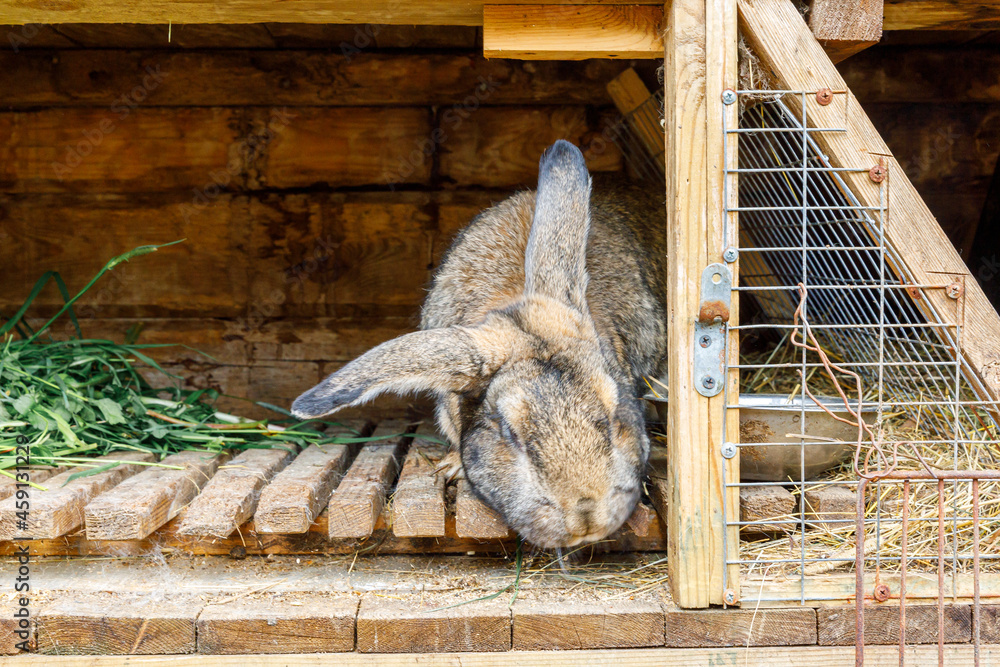 Small feeding brown rabbit chewing grass in rabbit-hutch on animal farm, barn ranch background. Bunny in hutch on natural eco farm. Modern animal livestock and ecological farming concept.