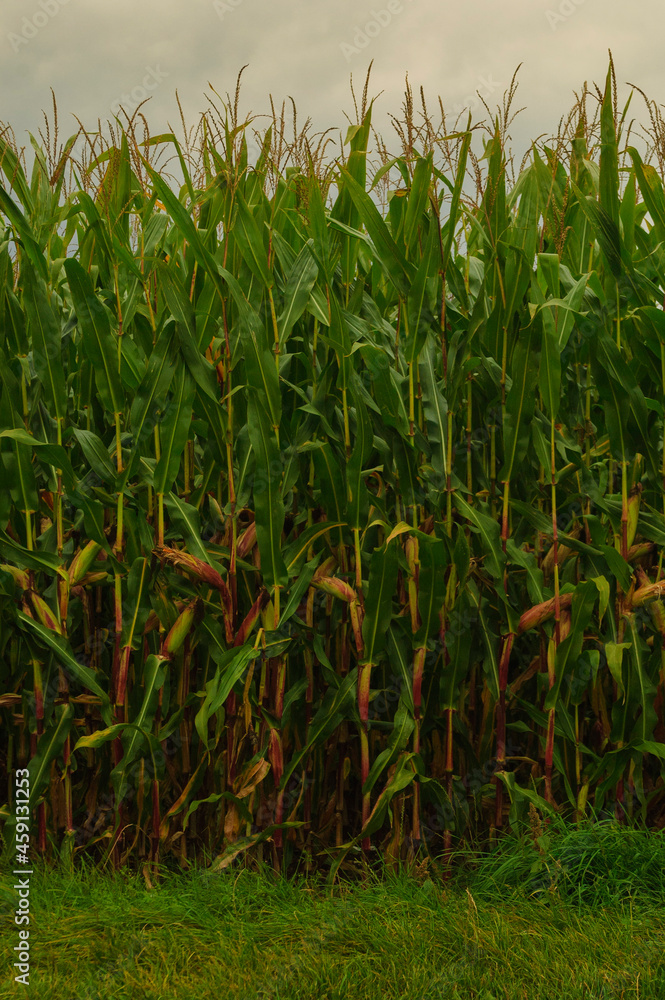 Obraz premium Cornfield just before harvest in autumn infront of grey clouds aquriculture
