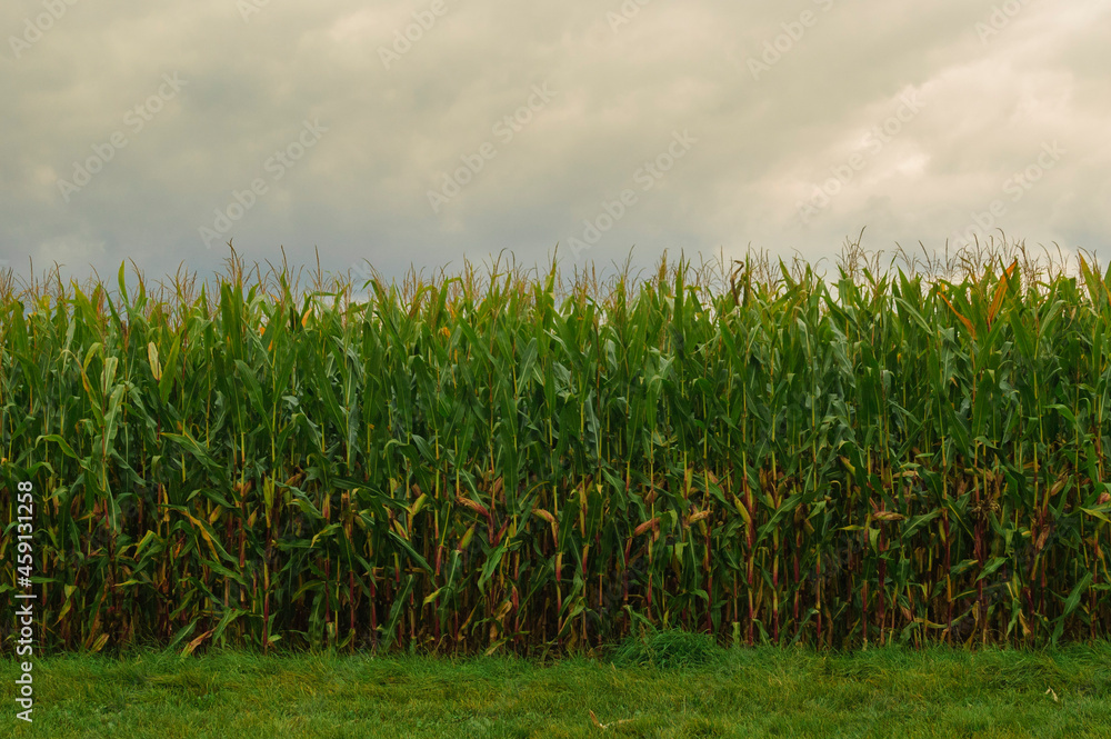 Obraz premium Cornfield just before harvest in autumn infront of grey clouds aquriculture