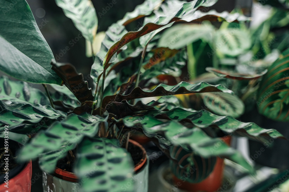 Obraz premium Flower show in the store. Calathea close-up.