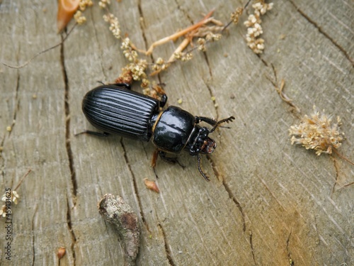 Beetle Crawling Across a Log, Patent Leather Beetle, Horned Passalus Beetle photo