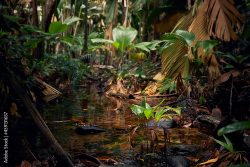 Stream in the middle of jungle. Tropical rainforest in Seychelles..