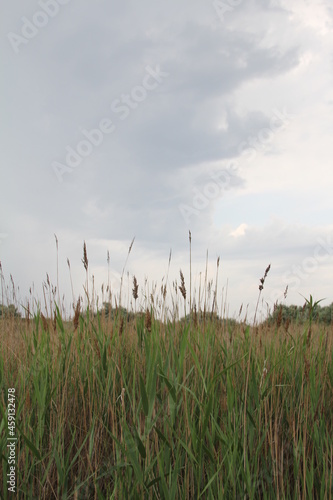 reeds in the morning