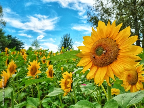 sunflowers in the field
