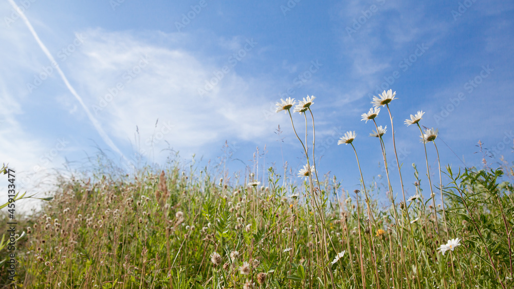 Camomiles field against the blue sky. White wildflowers on a clear day. Camomiles field against the blue sky. White wildflowers on a clear day.