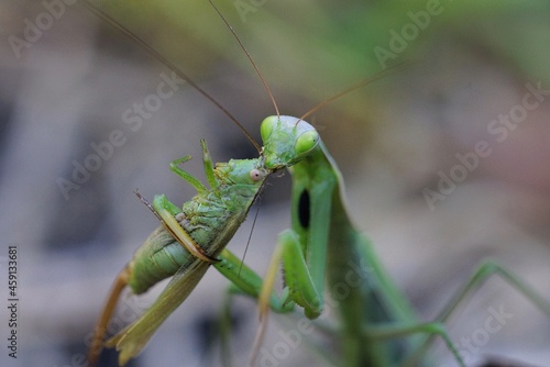 large green insect praying mantis holds a grasshopper and eats its head on nature on a gray background