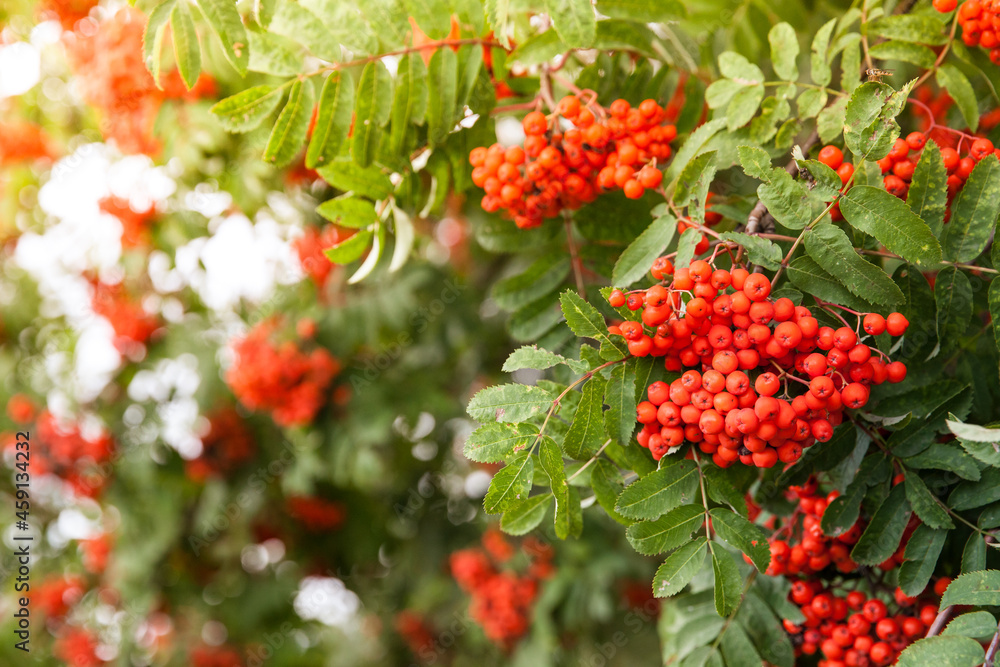 Rowan bunches on a branch. Ripe red berries. Wild berries on the tree. Rowan bunches on a branch. Ripe red berries. Wild berries on the tree.