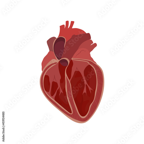 Internal inside structure of the heart. Pulmonary valve opened. Vector flat anatomy medical illustration.