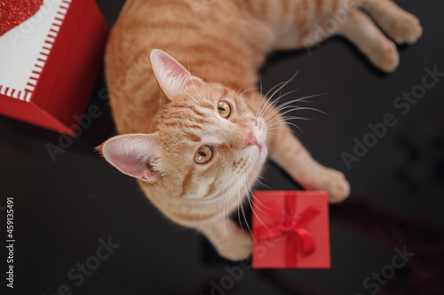 Happy red cat with gift boxes lying on black table.