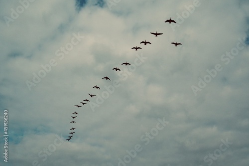 Vögel im Formationsflug 