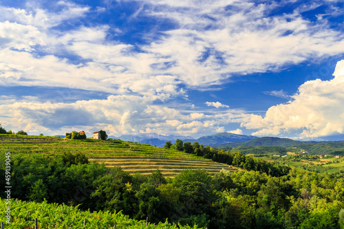 The beautiful vineyard of Collio, Friuli Venezia-Giulia, Italy