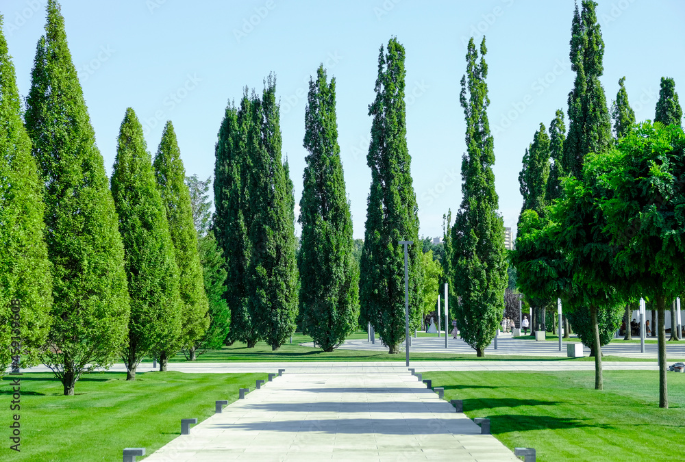 A beautiful alley in the city park with green grass and cypresses