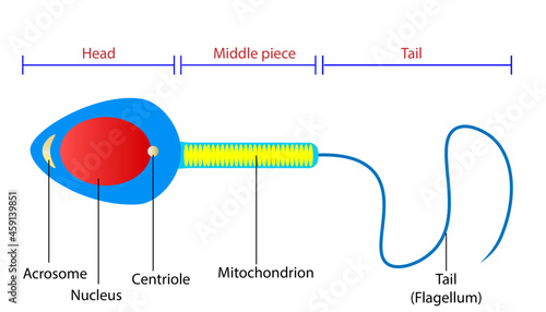 diagram of the sperm cell