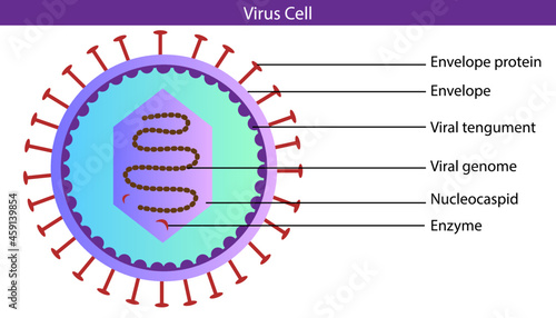 diagram of virus cell