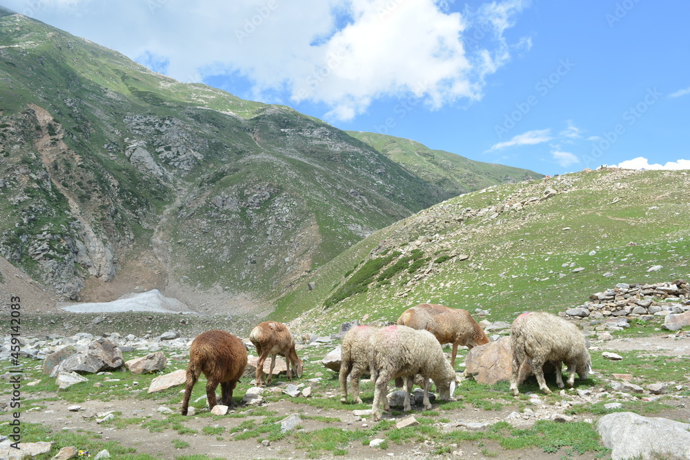 Fototapeta premium sheep in the mountain
