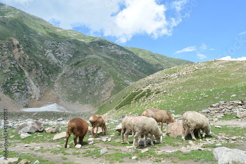 sheep in the mountain