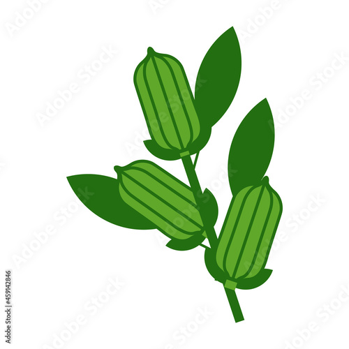 Sesame also known Gingelly plant vector illustration isolated white background