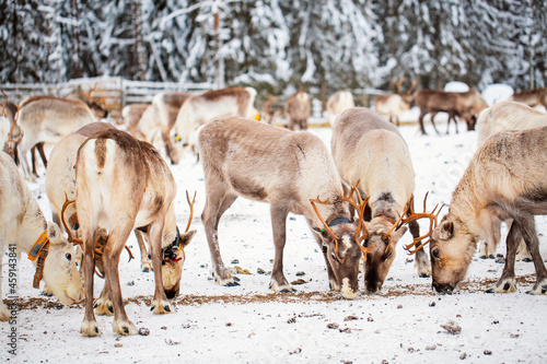 Reindeer farm in Lapland Finland © BlueOrange Studio