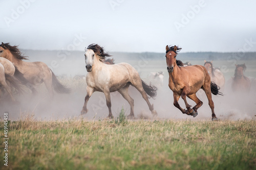 Fototapeta Naklejka Na Ścianę i Meble -  Herd of horses running on the meadow.