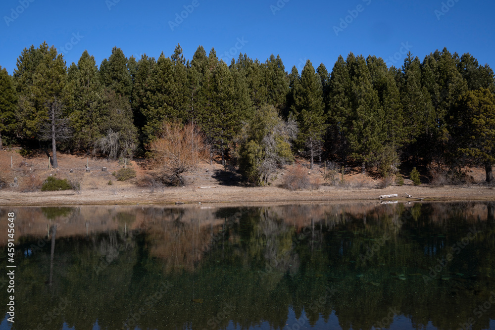 The pine trees forest reflection in the lake's water in a sunny day. The shore and blue sky. 