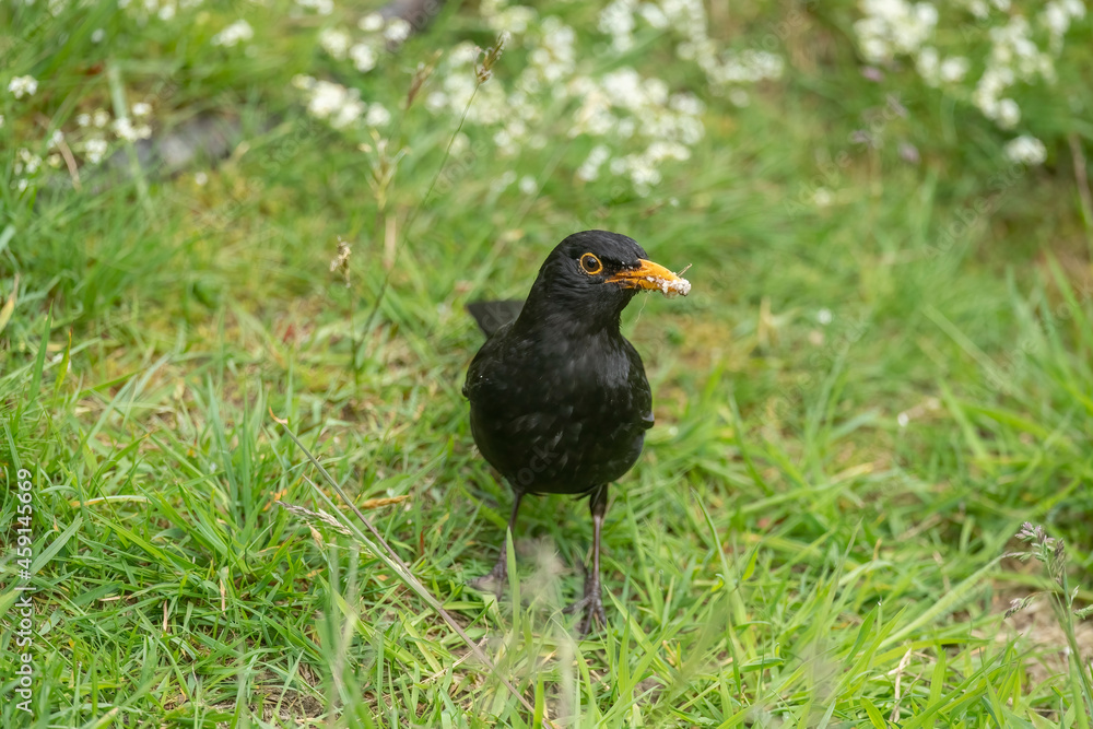 Blackbird, male, on the grass in the Scottish countryside in the summer time Blackbird, male, on the grass in the Scottish countryside in the summer time