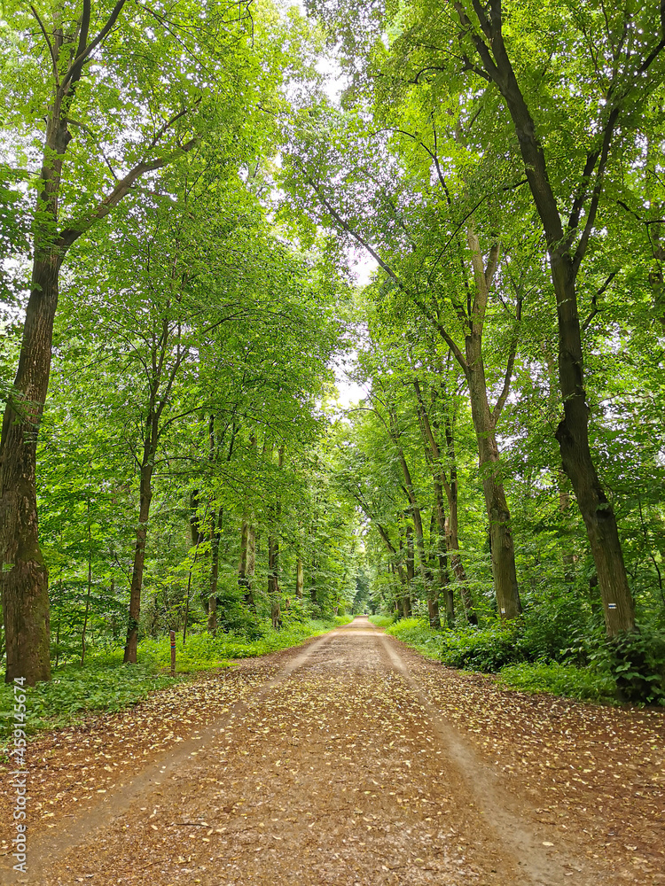 Scenic forest with tall trees, lush foliage and yellow leaves on a pathway. Beautiful autumn nature