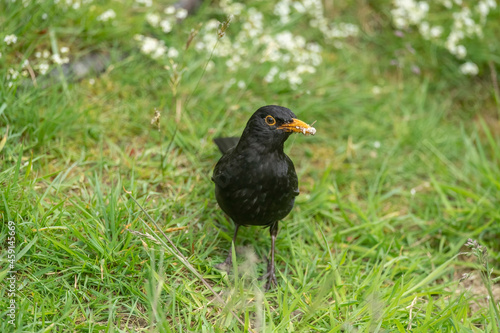 Blackbird  male  on the grass in the Scottish countryside in the summer time