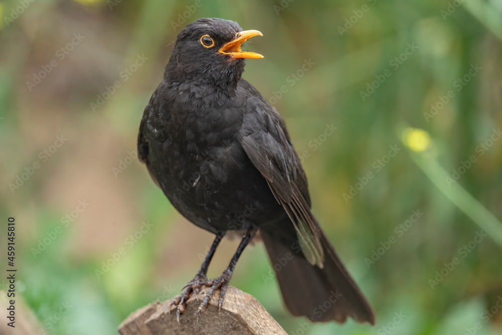 Blackbird, male, perched on a branch in a forest, close up in Scotland, singing in the summer time Blackbird, male, perched on a branch in a forest, close up in Scotland, singing in the summer time