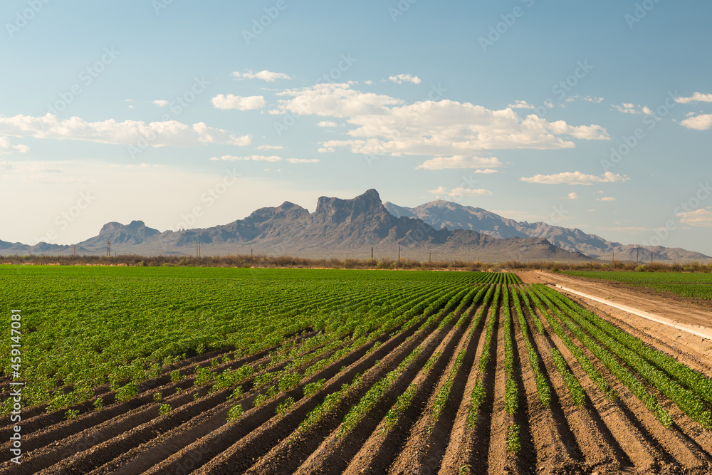 Farm agriculture field with Picacho Peak in distance, Tucson Arizona