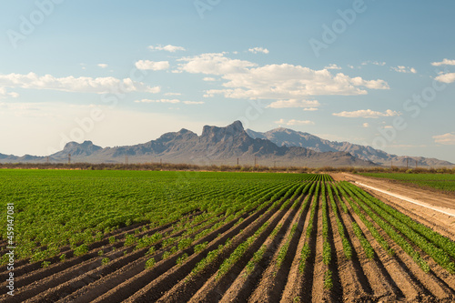Принти на полотні Farm agriculture field with Picacho Peak in distance, Tucson Arizona