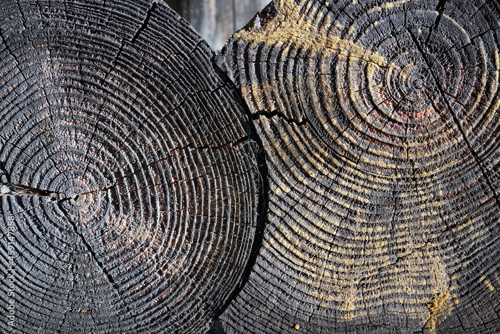 Fototapeta premium Charred vintage wood burnt log stump slice. Selective focus burnt resinous wood glowing texture of rough surface felled tree weathered with annual rings over out of focus log cabin joinery carpentry.
