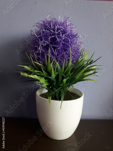 Fototapeta Naklejka Na Ścianę i Meble -  purple decorative flowers on white pots