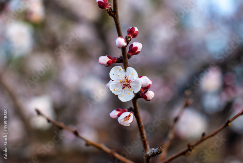 cherry blossom