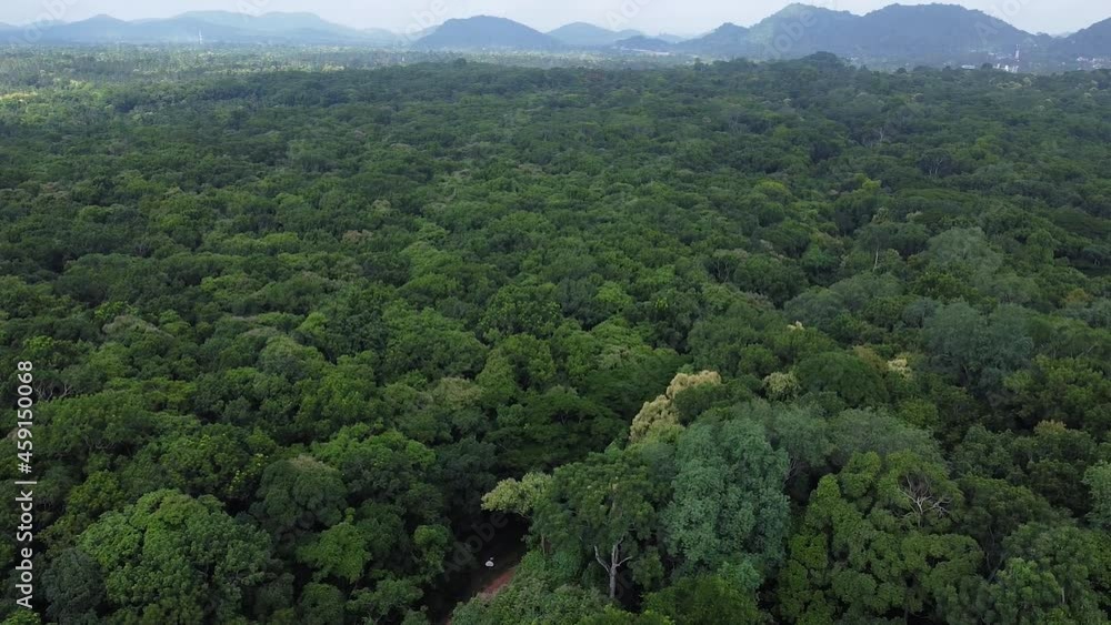 Badagamuwa jungle top areal view Badagamuwa jungle top areal view