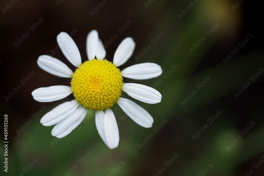 Fototapeta premium Daisy flower on a blurry background, top view. Daisy close-up.