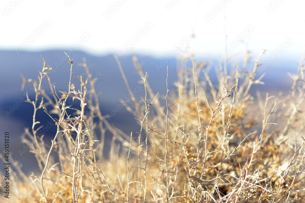 Obraz premium Desert sunset landscape with dry plants in stone dunes under sunny sky. a dry thorny plant in desert with big stones background. Rocky landscape desert hill formations of the Negev Desert in Israel.