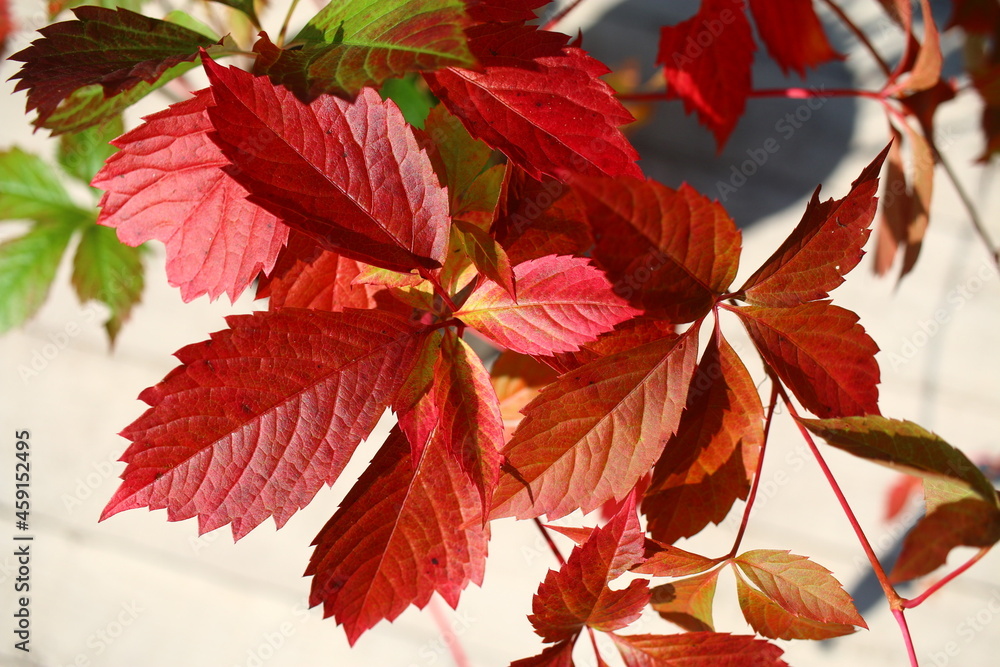 Winobluszcz dzikie wino Parthenocissus Winobluszcz dzikie wino Parthenocissus
