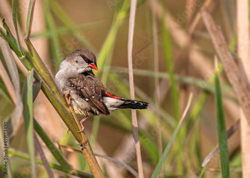 Photography Red Avadavat posing for a photo