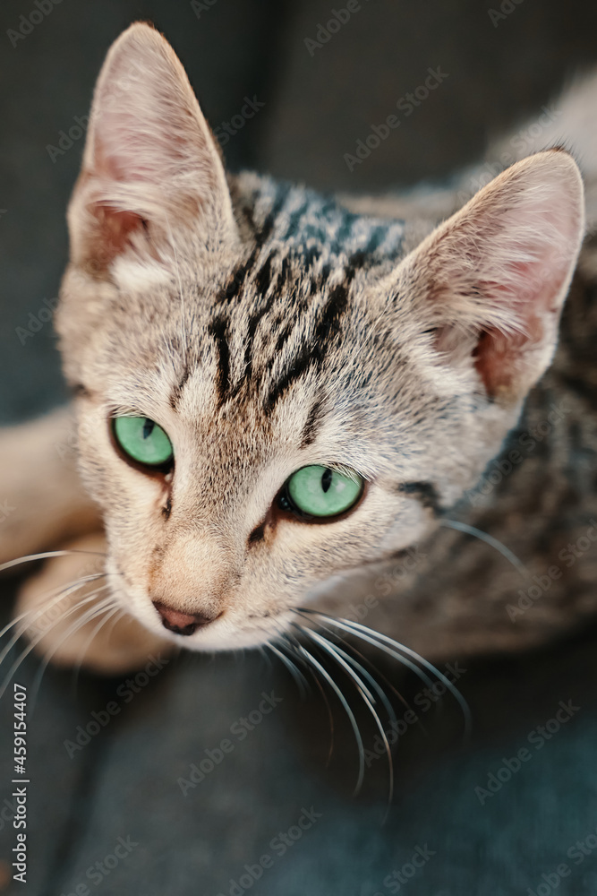 Top view of tabby kitten. Green-eyed cat look up. Domestic animal is lying on couch. Curious pet close-up portrait.