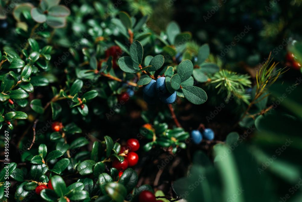 Obraz premium christmas branches