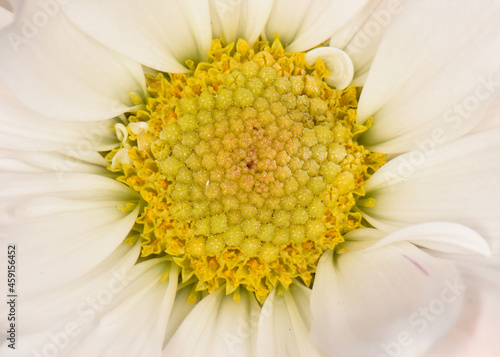 white and yellow daisy flower in bloom